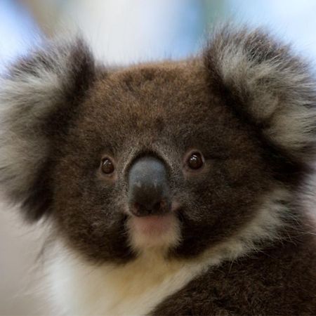 Bimbi Park - Camping Under Koalas Кейп Отуей Екстериор снимка