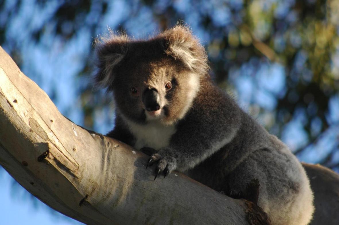 Bimbi Park - Camping Under Koalas Кейп Отуей Екстериор снимка