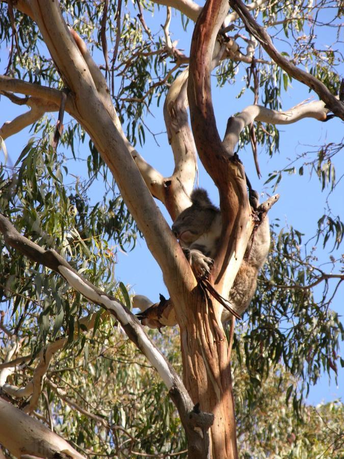 Bimbi Park - Camping Under Koalas Кейп Отуей Екстериор снимка