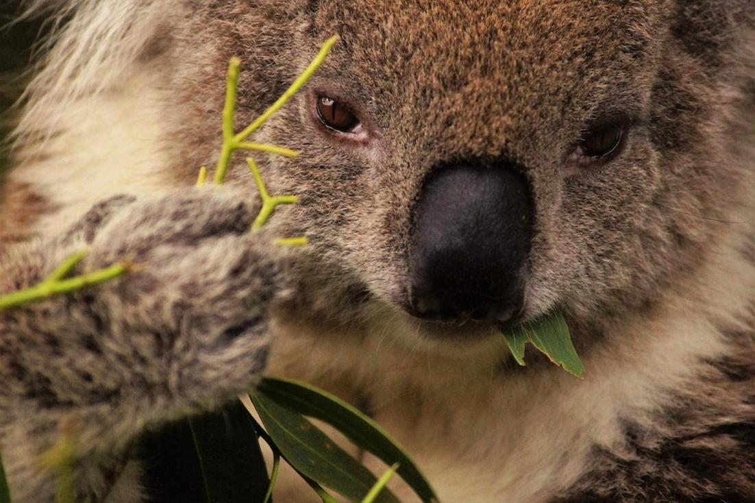 Bimbi Park - Camping Under Koalas Кейп Отуей Екстериор снимка