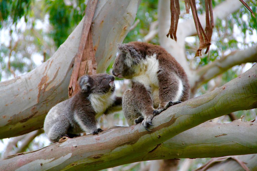Bimbi Park - Camping Under Koalas Кейп Отуей Екстериор снимка