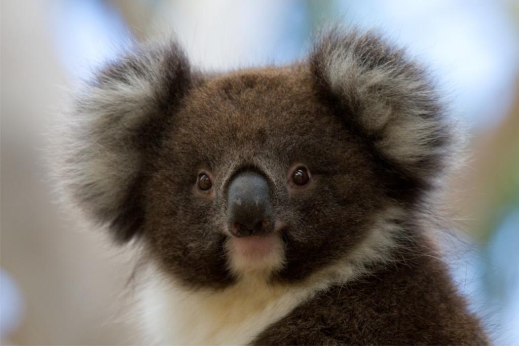 Bimbi Park - Camping Under Koalas Кейп Отуей Екстериор снимка